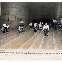Cultivadores de champiñón en Bourré. Postal. Siglo XX.